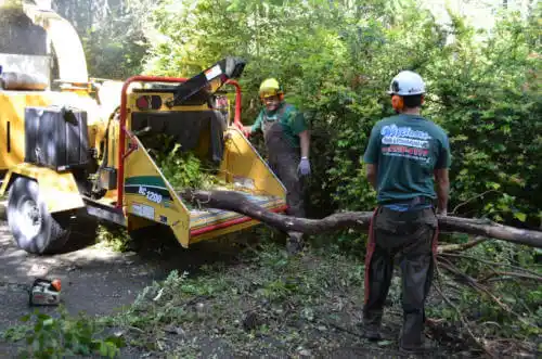 tree services Woodbury